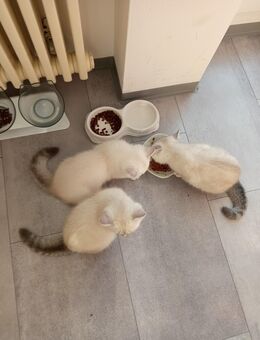 BKH Kitten - Regensburg