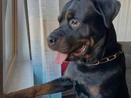 Rottweiler Rüde - Idar-Oberstein