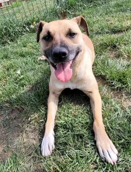 Flinky von kettenlos - Bollingstedt