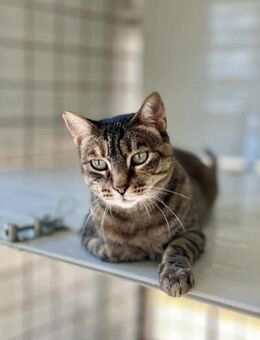 Lucia, tapfere Seele, ca. 4 Jahre *FIV+* - Vaterstetten