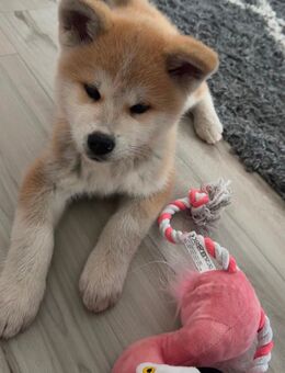 Akita Inu - Marl (Nordrhein-Westfalen)