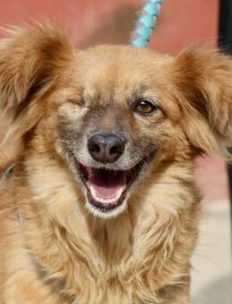 Salma, verträglich, freundlich, offen - Westerholt