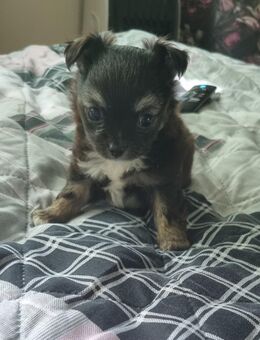 Süßer mini chihuahua rüde sucht zuhause - Beeskow