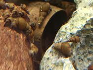20 Aquarium Schnecken - Mönchengladbach