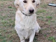 Mini Labrador Edy möchte ein Zuhause - Mannheim