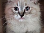 Ragdoll Kitten - Amberg