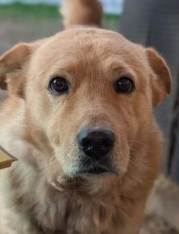 Ferdinand - sanft & liebenswert - Kallmünz