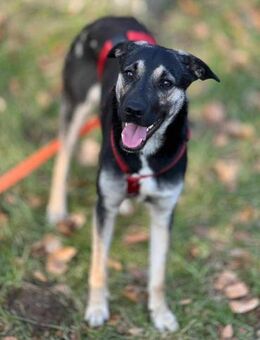 Ida von kettenlos - Bollingstedt