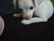Kleiner Chihuahua Eisbär Kurzhaar sucht Zuhause - Witten