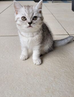 Süßes Kitten sucht liebevolles Zuhause - Viersen