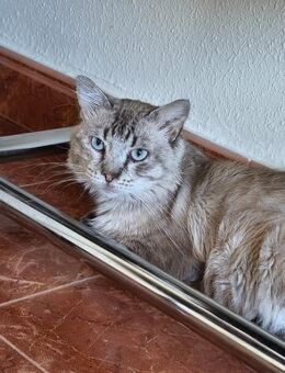 Ruhiger Rio sucht seine HappyFuture - Bad Camberg