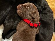 Labrador Welpen braun & schwarz - Bassum