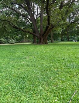Hundebetreuung Berlin Tiergarten - Berlin Mitte