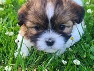 Shih Tzu Malteser Welpen - Neitersen