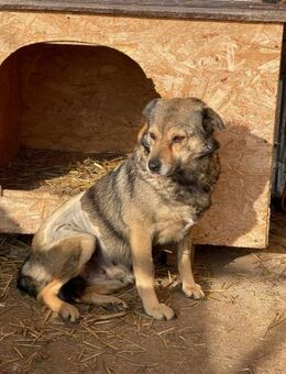 Süße MALIA sucht liebes Zuhause - Neuberg