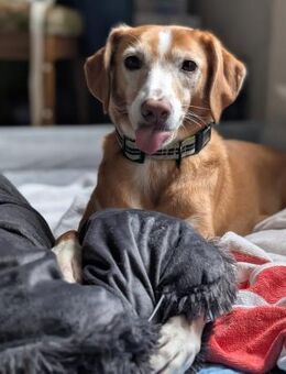 Nala sucht ein neues zu Hause. - Hagen (Stadt der FernUniversität)