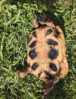 Griechische Landschildkröte Weibchen - Bruckmühl