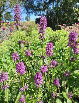 Samen Zottiger Ziest Stachys monieri Staude Insektenfreundlich - Euskirchen