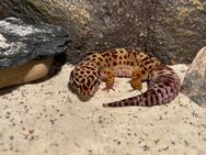 Gecko Leopardgecko mit Terrarium - Holthusen