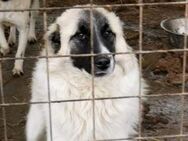 Nanuk -wartet so lange in der Tötung - Blankenheim (Nordrhein-Westfalen)