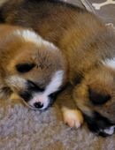 Akita Inu Welpen in 13355