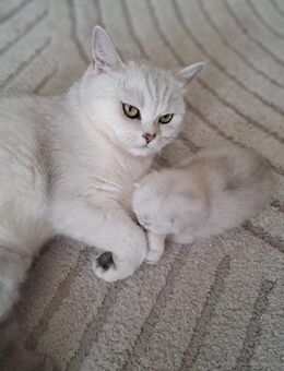 Süsse katze - Nürnberg