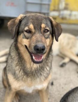 Plegestelle gesucht für Kiwi - Celle