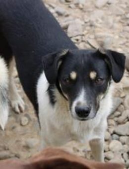 Zauberhafte Sisu möchte glücklich werden - Celle