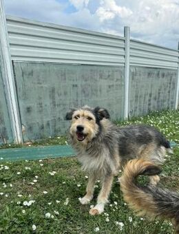 Ambra ein Freigeist - Olfen