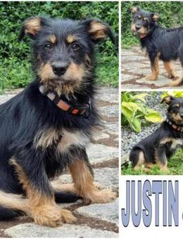 JUSTIN -anhänglich & aktiv- - Duisburg