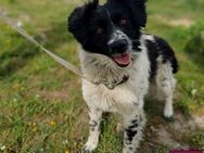 Ylvie Hundedame sucht Für-immer-Zuhause - Spenge