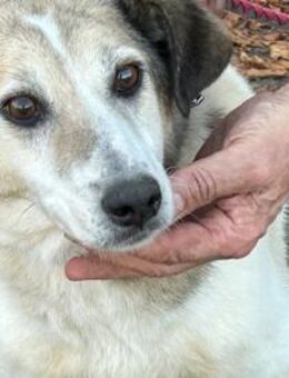 Smirre - ❤️ruhig u. sehr verschmust❤️❤️ - Lohra