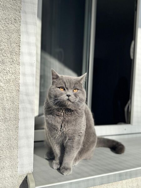 Deckkater BKH - Wunstorf