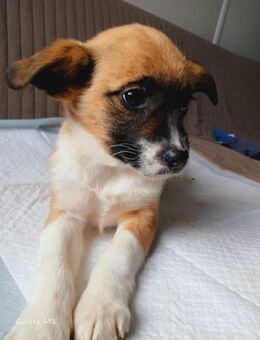 💛Sanftes Junghundmädchen Chai🐾 - Eislingen (Fils)