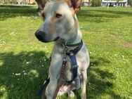 Zeus - sportlicher Rüde sucht Zuhause - Lenningen