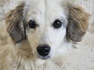 Cayla, geb. ca. 05/2024, Griechenland - Euskirchen
