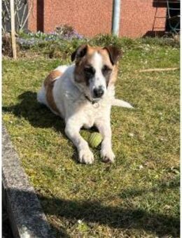 Taavi wartet in 71154 Nufringen - Oberwies