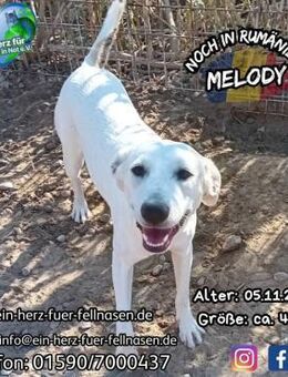 MELODY-erst ihre Geschwister, dann sie - Waakirchen