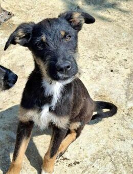 Brunella - fröhliche und offene Hündin - Löwenberger Land