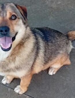 SEMMEL - 35 cm, niedlich - Weilheim (Oberbayern)