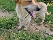 Louis; großes Löwenherz in kleinem Hund - Geilenkirchen