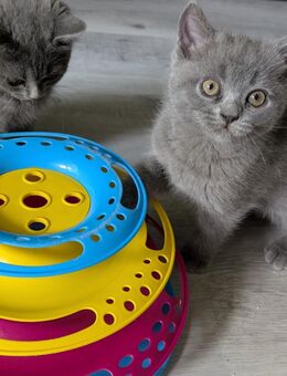 Britische kurze Haare kitten - Dortmund