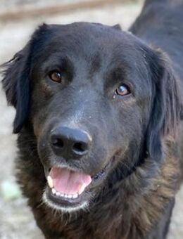 Jette, geb. ca. 01/2024, GRIECHENLAND - Euskirchen