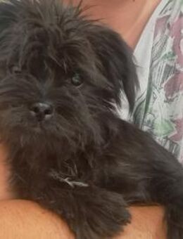 Kleiner Nemo sucht seine Familie - Weilheim (Oberbayern)
