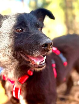 Pumba - freundlicher kleiner Rüde - Velbert