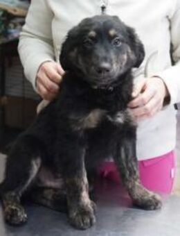 Pepsi ❤️ Schutzgebühr 500 Euro - Burgsinn