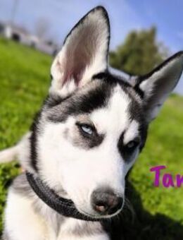 Tana sportliche Husky Hündin 11/24 ESP - Ruppertsecken