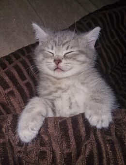 Britisch Kurzhaar Kitten - Neubukow