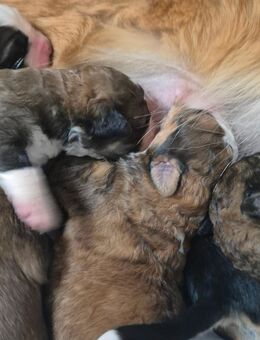 Berner-Leonberger-Mix Welpen suchen ein schönes Zuhause - Colditz