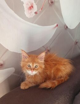Xxl maine coon babys - Gerolstein